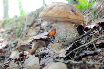 good edible brown mushroom in the forest