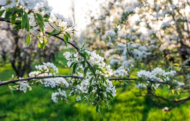 Blooming Apple Orchard
