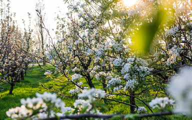 Blooming apple orchard