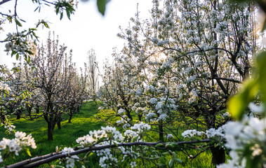 Blooming apple orchard