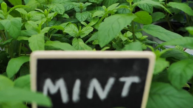 blackboard with mint 