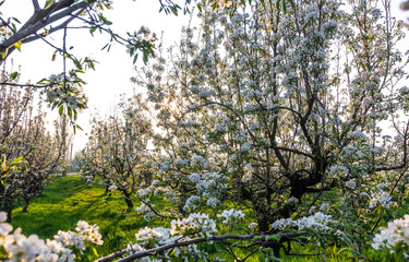 Fototapeta premium Blooming Apple Orchard