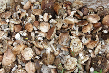 background of mushrooms on the table
