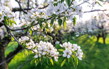 Blooming Apple orchard