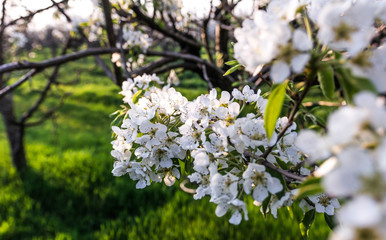 Fototapeta premium Blooming Apple tree