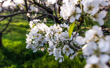 Blooming apple orchard