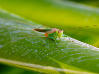 grasshopper on leaf