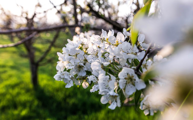Blooming Apple orchard