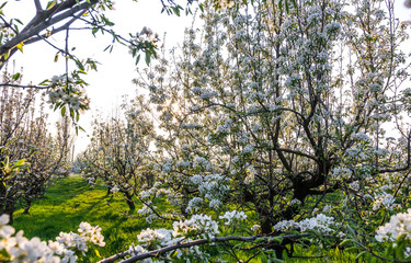 Blooming Apple orchard