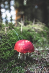 Mushrooms growing in the forest woodlands of Wales