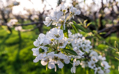 Blooming Apple tree