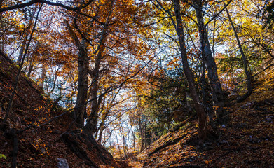 Autumn forest