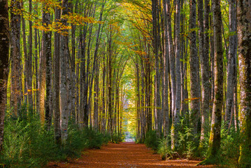 Mata del Haya beech forest, Belagua valley, Navarre, Spain