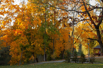 Autumn landscape in the park. Fallen leaves and maples - yellow, red, green illuminated by the setting sun. Beautiful and festive. Grodno. Belarus.