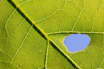 closeup of green leaf with hole