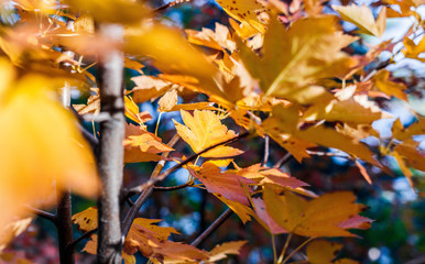 Autumn forest