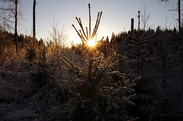 Fototapeta premium Sunset over a forested hill on a cold winterday in Dalarna