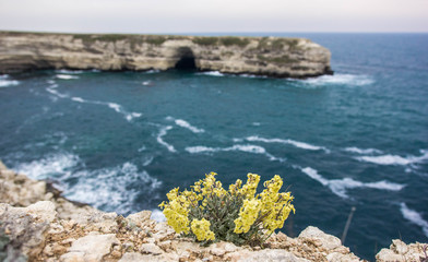 Flowers on the background of the Black Sea