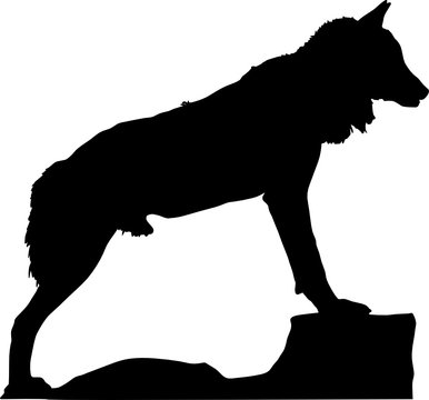 wolf