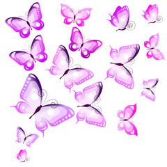 beautiful pink butterflies, isolated  on a white