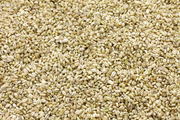 barley Koji, whole grain barley inoculated with spores of Aspergillus Oryzae for making Japanese traditional fermented foods
