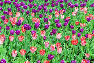 Background with colorful tulips on field. Fresh spring flowers in nature.