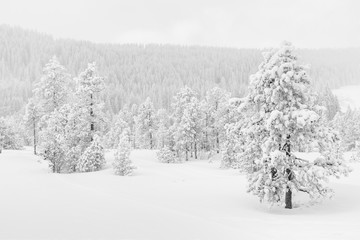 Obraz premium Ice cold high-key winter landscape with fir trees in the foothills of Switzerland