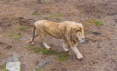 Fototapeta na wymiar Lion pride