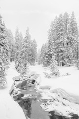 High-key winter landscape with fir trees and a stream in the foothills of Switzerland
