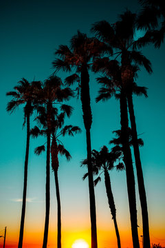 Sunset shining on palm trees