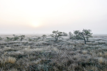 foggy dawn in the swamp