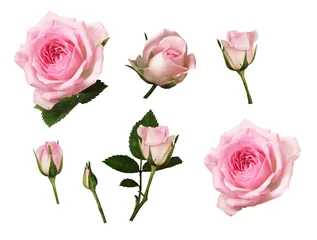 Foto auf Acrylglas Set aus rosa Rosenblüten und Knospen © Ortis