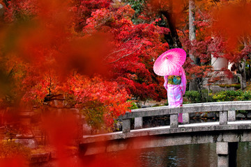 Young women wearing traditional Japanese Kimono with colorful red maple trees in autumn