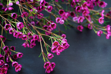 Chamelaucium flowers on black