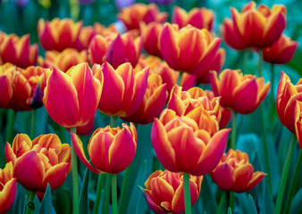 Holland's tulips red with yellow trim on the petals bloom in the Amsterdam, close-up with bokeh. Motley bright spring flowers in the garden.