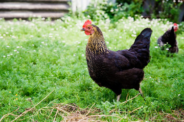 Chicken on the grass. 