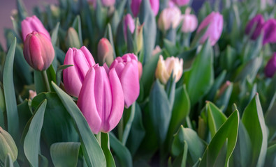 Pink and purple holland tulips blooming outdoors in Keukenhof Park near Amsterdam, close-up shot. Fresh spring flowers in soft focus with blur effect.
