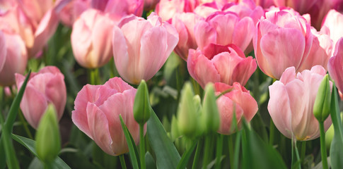 Dutch tulips in the garden on floral festival in Amsterdam, closeup.