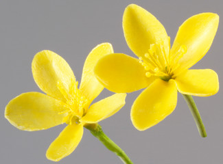 Obraz premium ST.JOHN'S WORT FLOWER