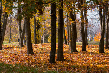 Autumn landscape in the park. Fallen leaves and maples - yellow, red, green illuminated by the setting sun. Beautiful and festive. Grodno. Belarus.