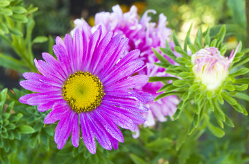 Obraz premium flowers in garden