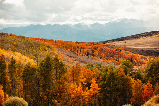 Colorful trees with mountains in the distance during autumn