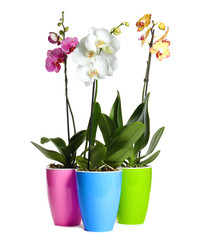 Beautiful tropical orchid flowers in pots on white background