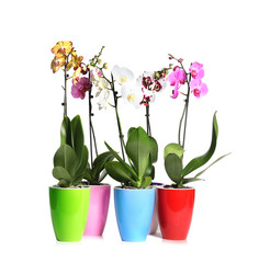 Fototapeta na wymiar Beautiful tropical orchid flowers in pots on white background