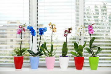Beautiful tropical orchid flowers in pots on windowsill