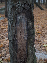 Dark old bark of a tree in a autumn wood