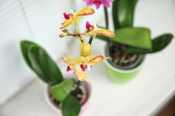 Beautiful tropical orchid flower in pot on windowsill, closeup