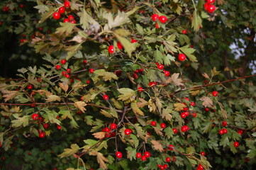 hawthorn tree in the rain