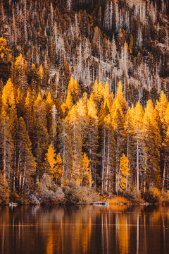 Lake surrounded by a forest in autumn