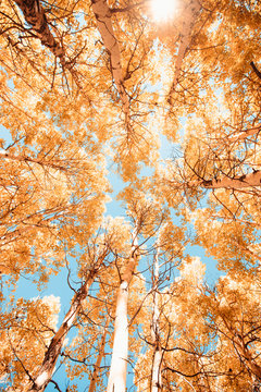 Looking up at colorful trees
